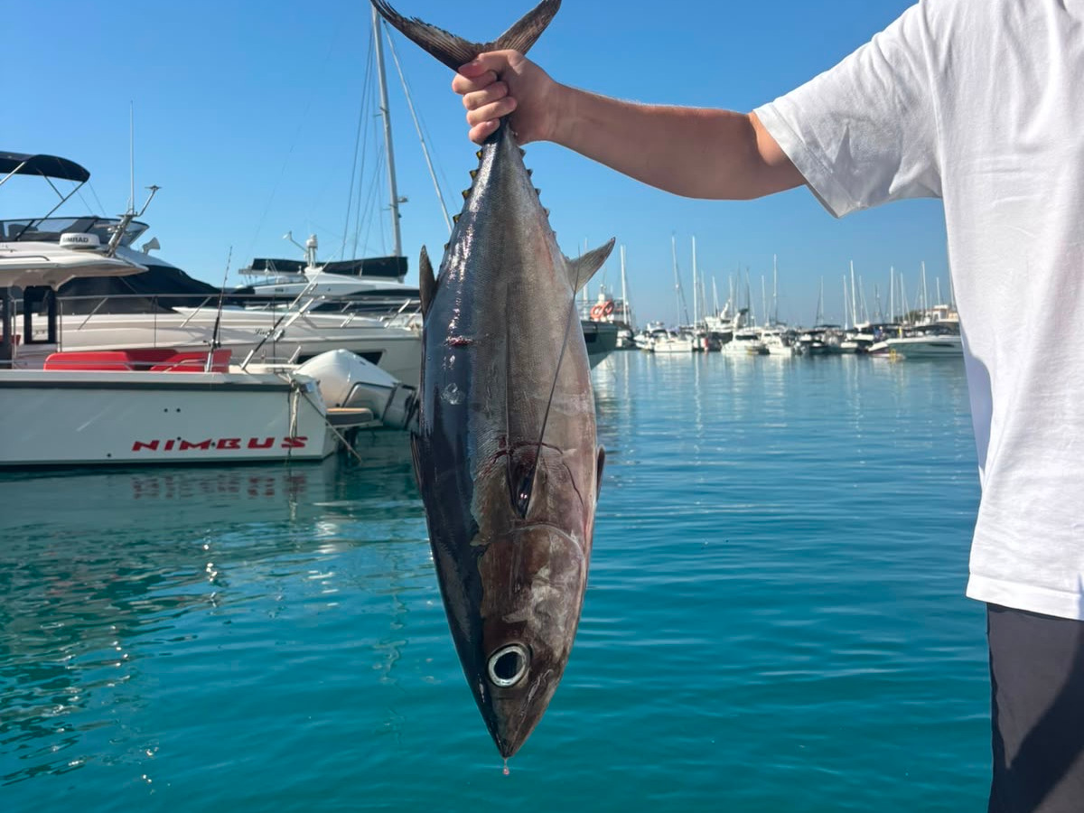 Tuna held up by the tail, back at the marina // Тунец за хвост, уже в марине // Ο τόνος από την ουρά, πίσω στη μαρίνα