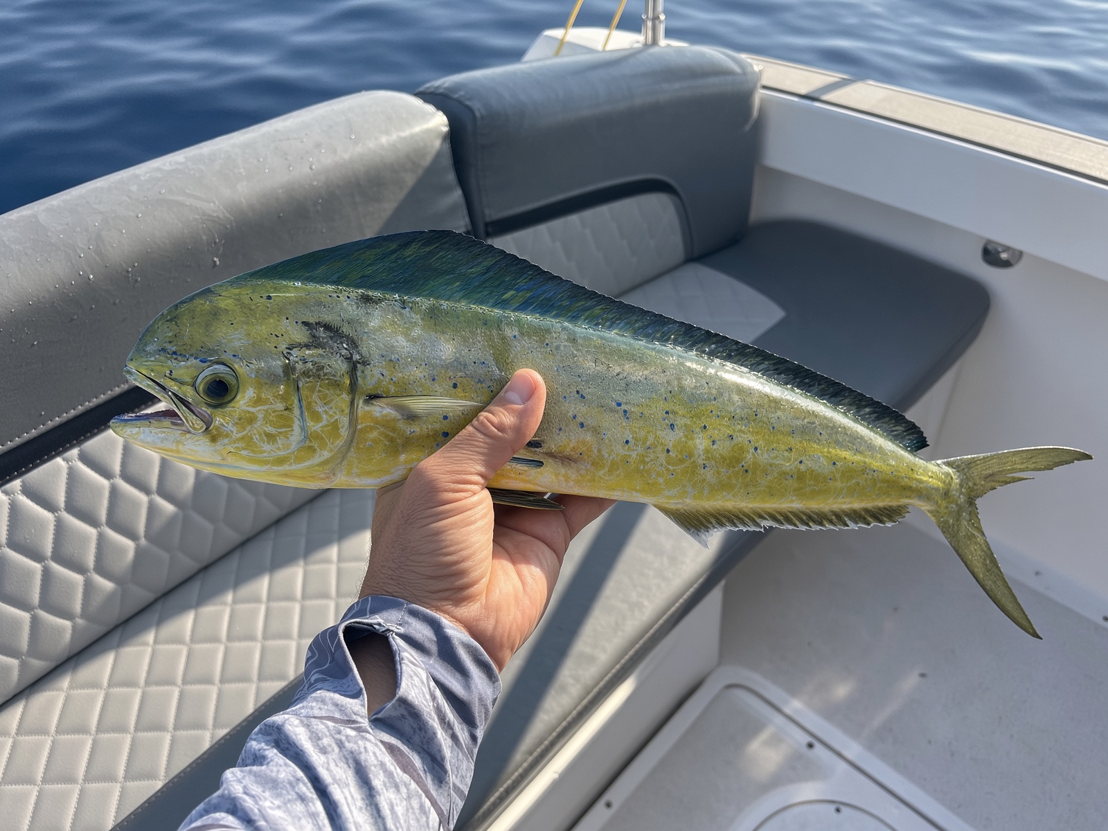 A mahi mahi brought aboard // Махи-махи на борту // Ένα μαχί-μαχί στο σκάφος